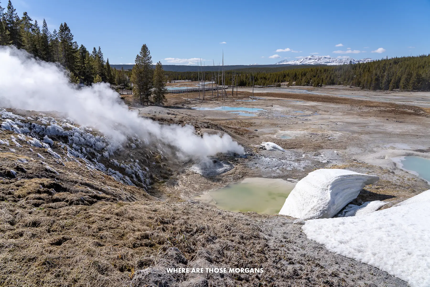 Geysers and hot springs in the wide open Norris Geyser Basin in Yellowstone