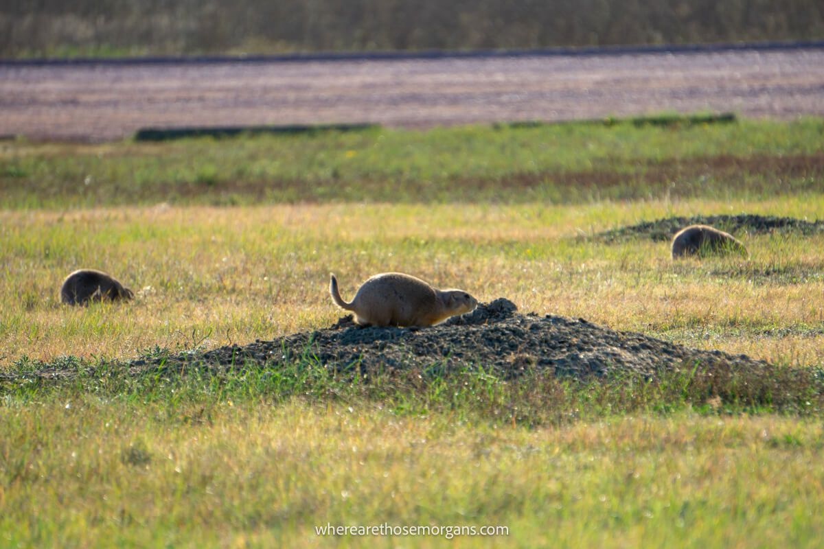 Prairie dogs protecting their holes at Sage Creek campground surrounded by grass
