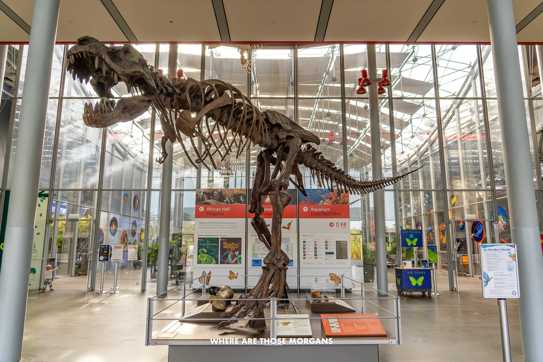 Small dinosaur skeleton inside the California Academy of Sciences