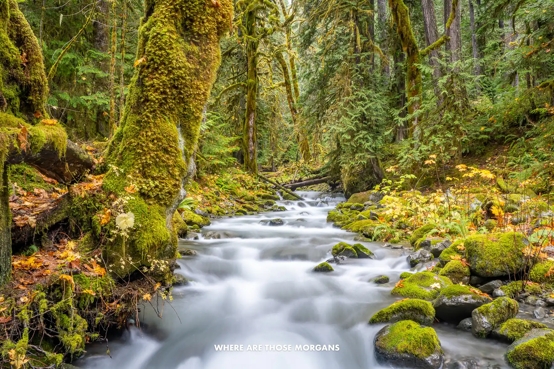 Looking up a shallow river rapid cutting through an old growth forest in Washington