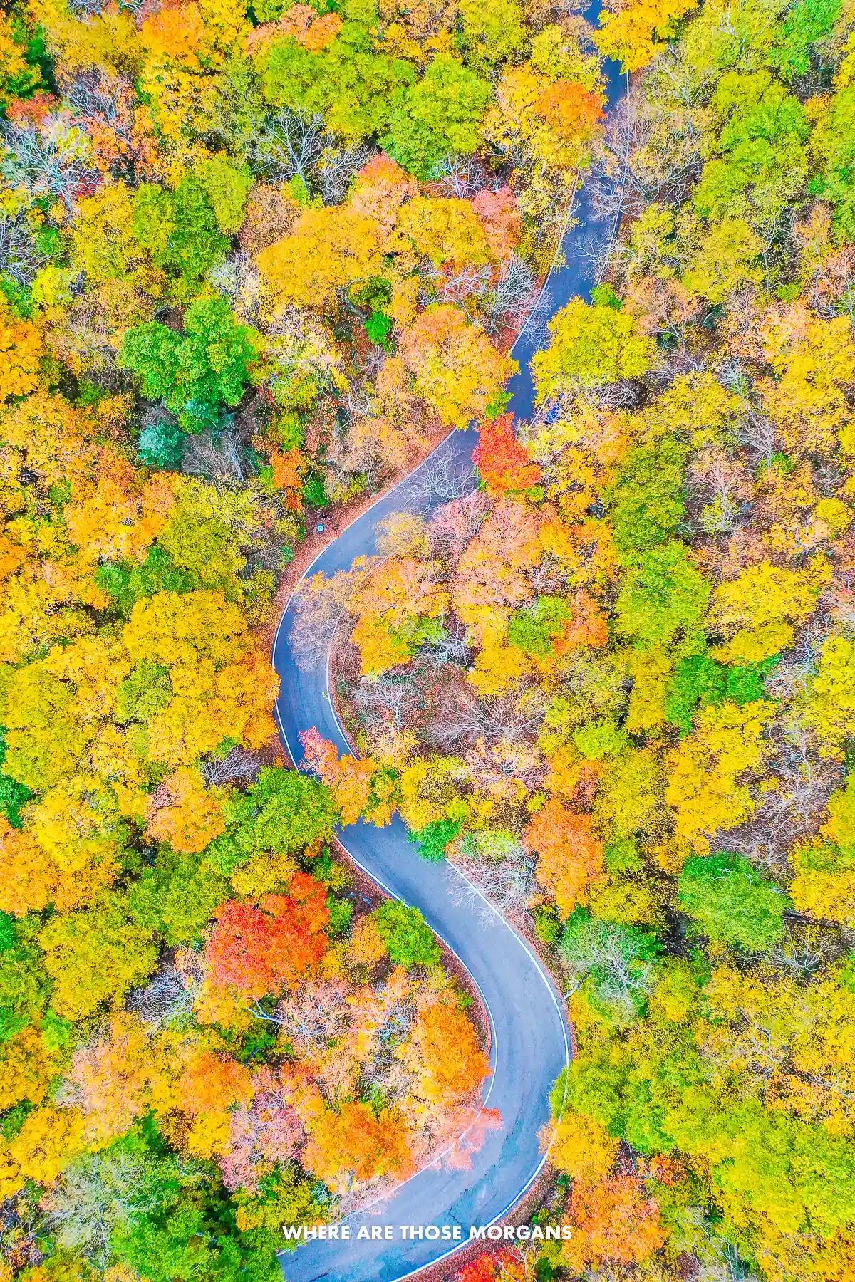 Drone photo from above of a curving road cutting through trees with vibrant colored leaves in fall
