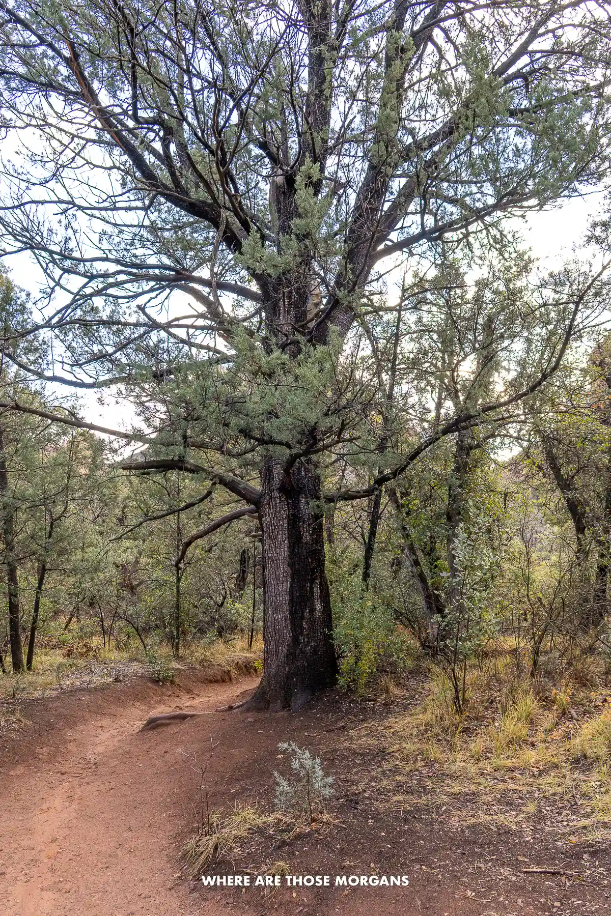 Massive juniper tree next to a narrow dirt path