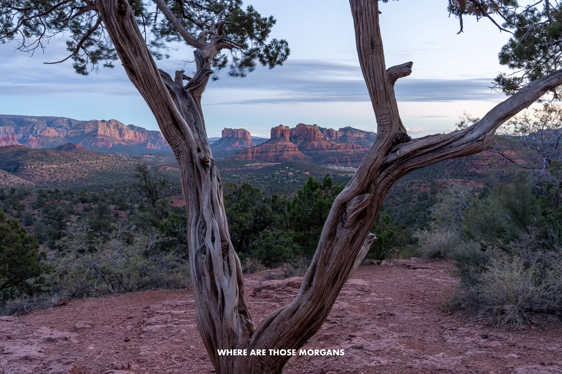 V-shaped tree with views of Sedona's red rock formations at dusk